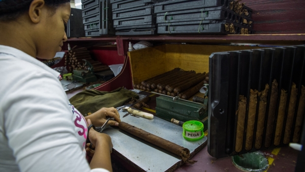 Las manos de mujeres dan forma a la industria del tabaco dominicano
